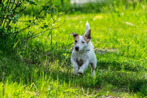 Jack russel terrier dog running