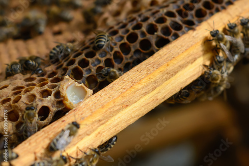 Cocoon with bee royal jelly and bees. photo