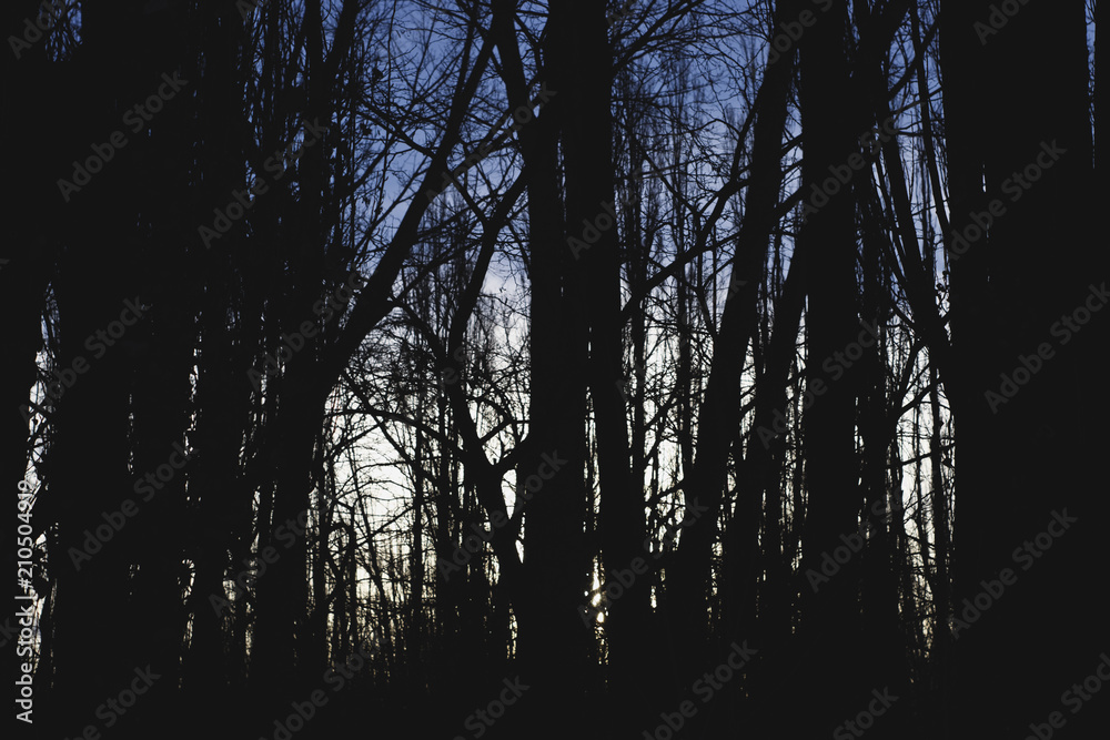 Obraz premium Tree branches.