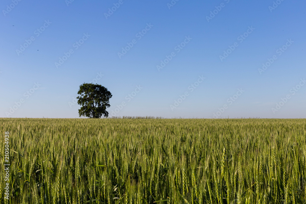 tree in a field in the morning