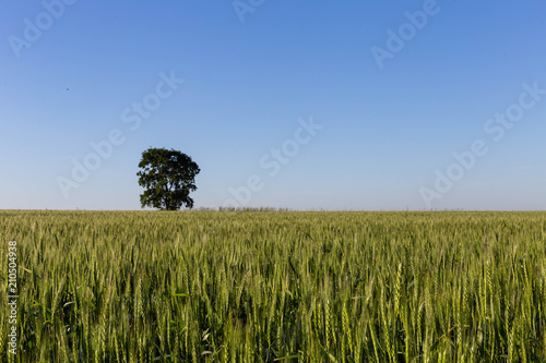 tree in a field in the morning