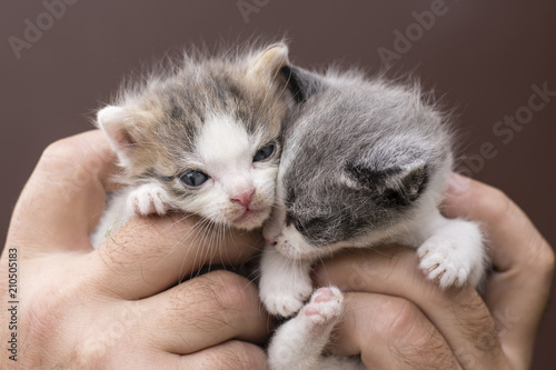 Two kittens in male hands.