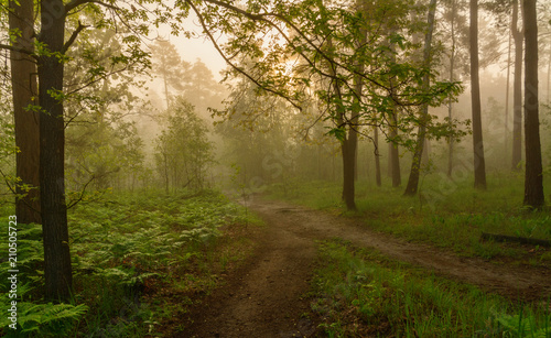 Morning mists. Walk in the forest. Landscape.