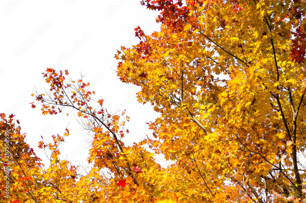 autumn red, orange, yellow maple leaves with white background in autumn season from Japan, nature concept autumn red, orange, yellow maple leaves with white background in autumn season from Japan, nature concept