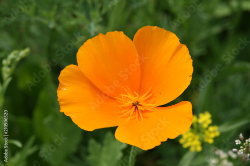 Goldmohn, Kalifornischer Kappenmohn oder Schlafmützchen  photo