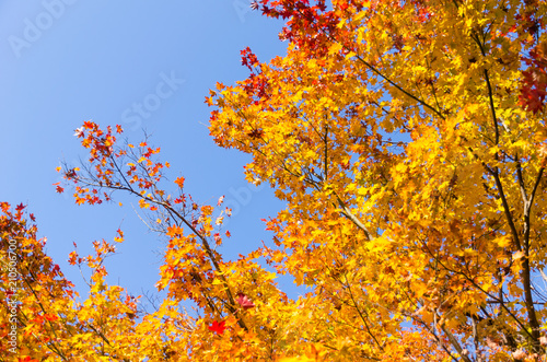 autumn red, orange, yellow maple leaves with blue sky background in autumn season from Japan, nature concept