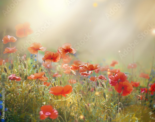 field of a blooming red poppy