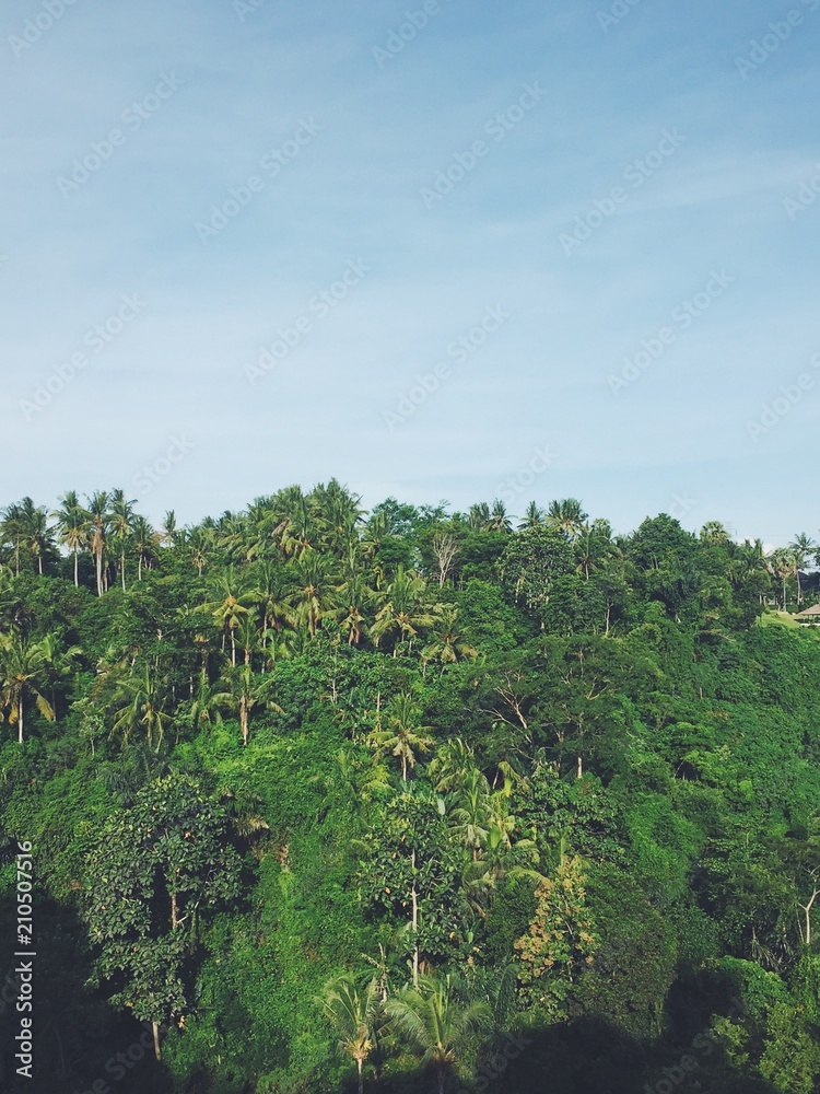 Jungle in Ubud
