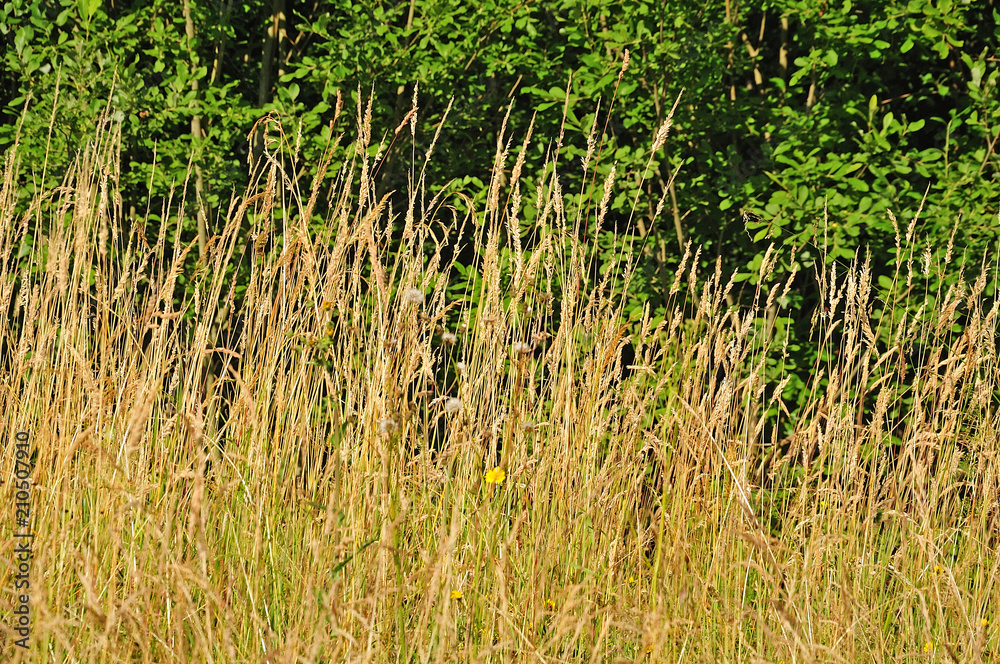 meadow with dry grass in summer meadow with dry grass in summer