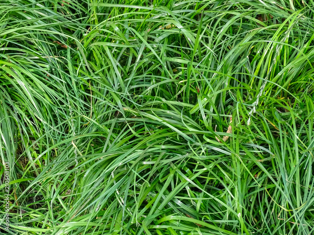 Grass young fresh forest background Grass young fresh forest background