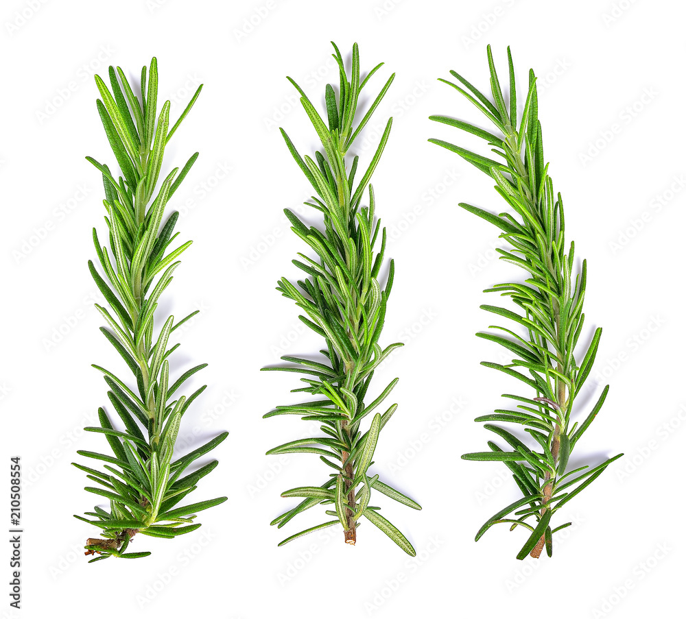 Rosemary isolated on white background Top view Rosemary isolated on white background Top view