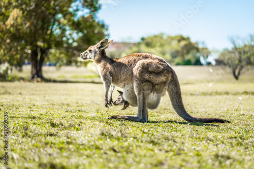 Kangaroo with joey in pouch in country Australia - capturing the natural Australian kangaroos marsupial wildlife. photo