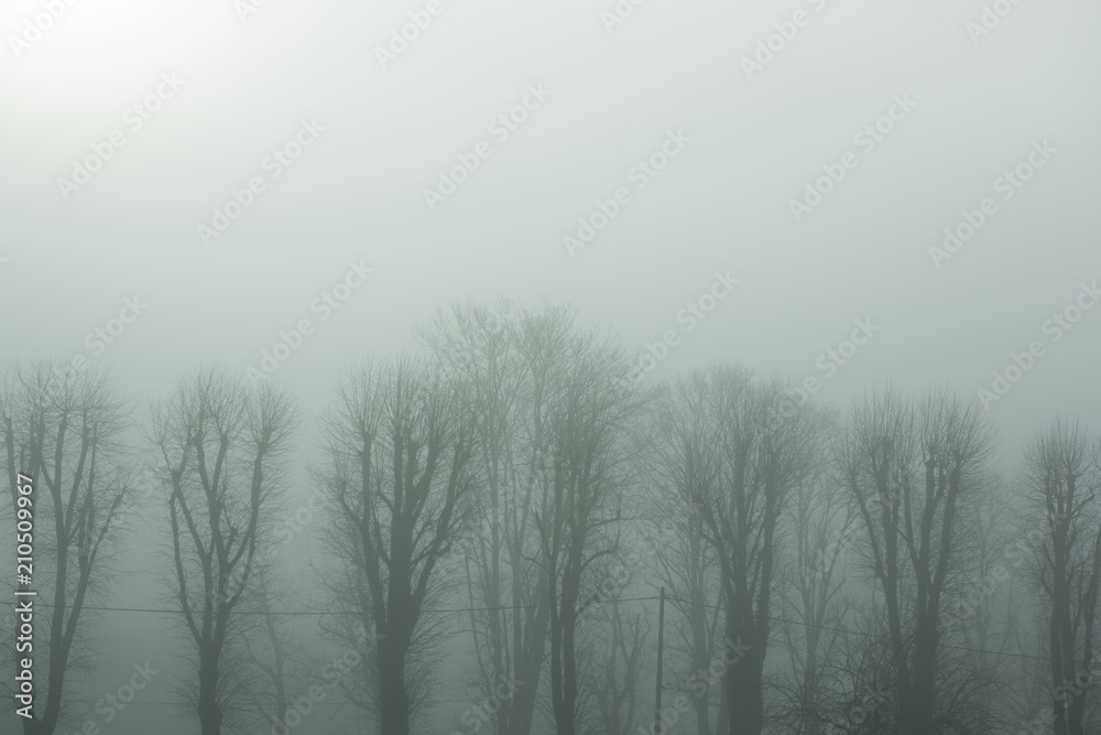 Brume Brume