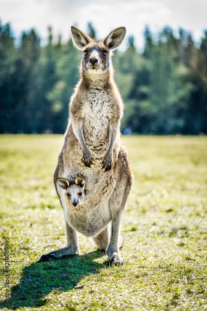 Kangaroo with joey in country Australia - capturing the natural