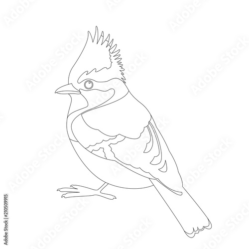 himalayan tit bird vector illustration  coloring book line 