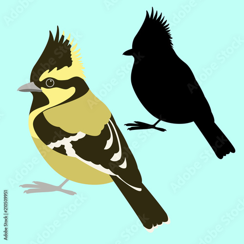 himalayan tit bird vector illustration flat style black silhouette 