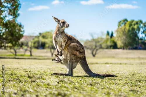 Kangaroo with joey in pouch in country Australia - capturing the natural Australian kangaroos marsupial wildlife.