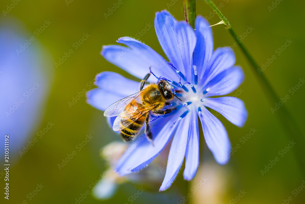 Wespe auf Kornblume