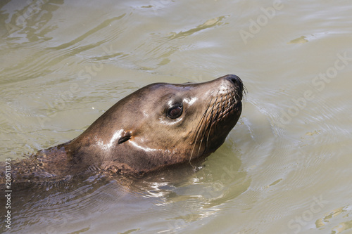 A sea lion swims past the pier and looks out of the water. Sea Lions at San Francisco Pier 39 Fisherman's Wharf has become a major tourist attraction.