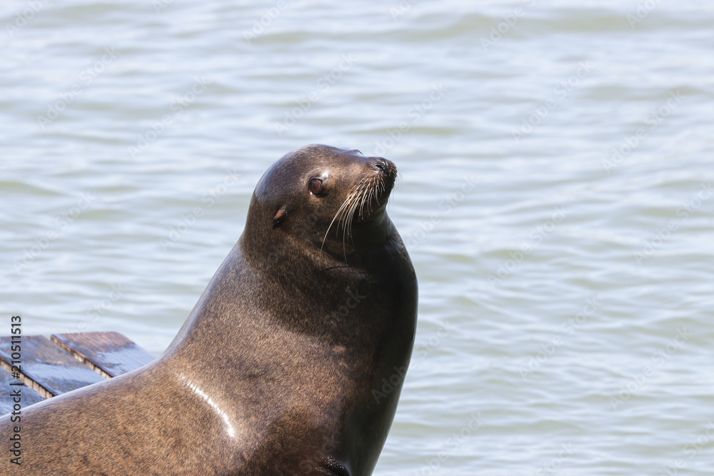 Fototapeta premium A sea lion sticks its head in the air and enjoys the sunbeams. Sea Lions at San Francisco Pier 39 Fisherman's Wharf has become a major tourist attraction.