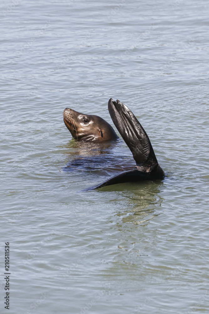 Fototapeta premium A sea lion floats in the water. Sea Lions at San Francisco Pier 39 Fisherman's Wharf has become a major tourist attraction.
