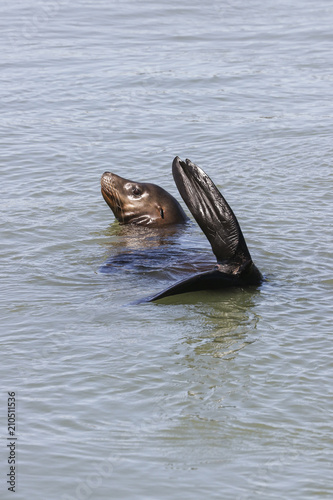 A sea lion floats in the water. Sea Lions at San Francisco Pier 39 Fisherman's Wharf has become a major tourist attraction. © Fredy Thürig