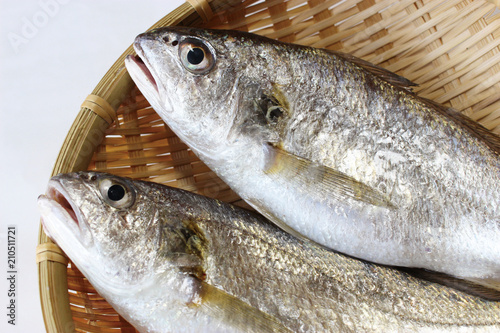 シログチ（イシモチ）