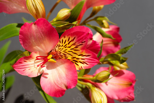 Fototapeta Naklejka Na Ścianę i Meble -  Alstroemeria on a black background. Macro. Red alstroemeria flower on a black background. Blooming flower bud.