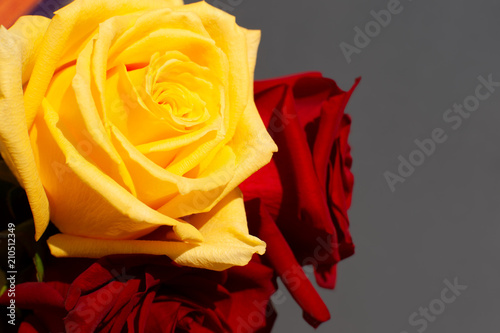 Yellow and red roses on a black background. Macro. The buds of yellow and red roses on a black background look original.