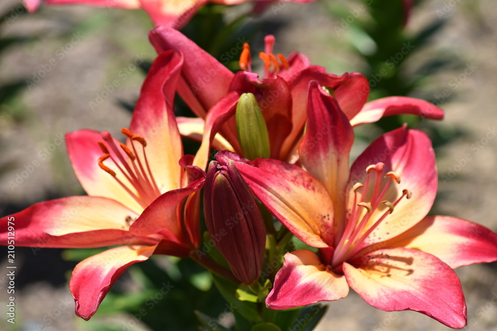 百合の花(ハートストリングス) 百合の花(ハートストリングス)