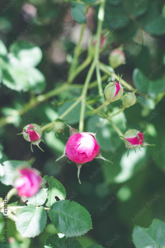 Blooming roses and buds on a bush in the garden Blooming roses and buds on a bush in the garden