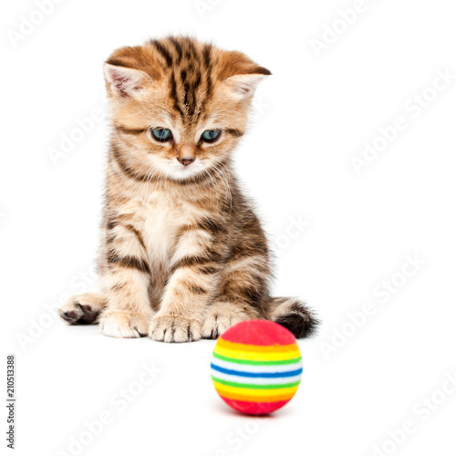 British short hair kitten.