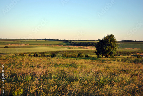 Tree on the lawn in the green-yellow grass  hills on the horizon  bright blue sky  summer  Ukraine