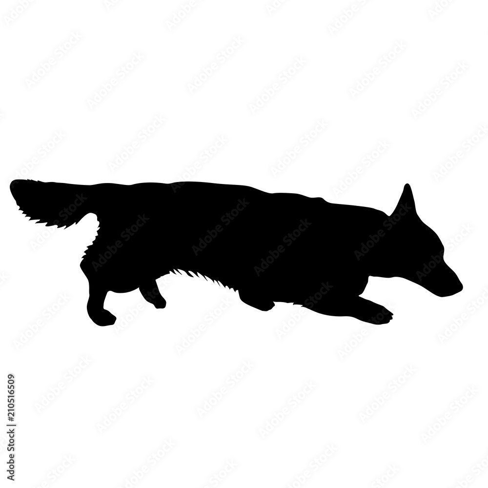 Welsh Corgi dog silhouette on a white background