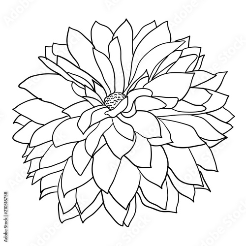 Beautiful monochrome sketch, black and white dahlia flower isolated