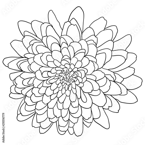 Fototapeta Naklejka Na Ścianę i Meble -  Beautiful monochrome sketch, black and white dahlia flower isolated