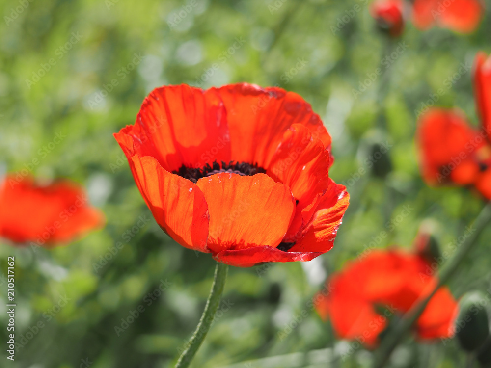 Beautiful red poppy flower on green natural background