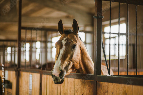 Beautiful horses, animals, pasture, stables, horseback riding photo