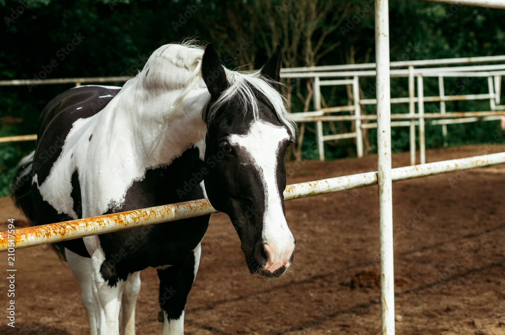 Beautiful horses, animals, pasture, stables, horseback riding Beautiful horses, animals, pasture, stables, horseback riding