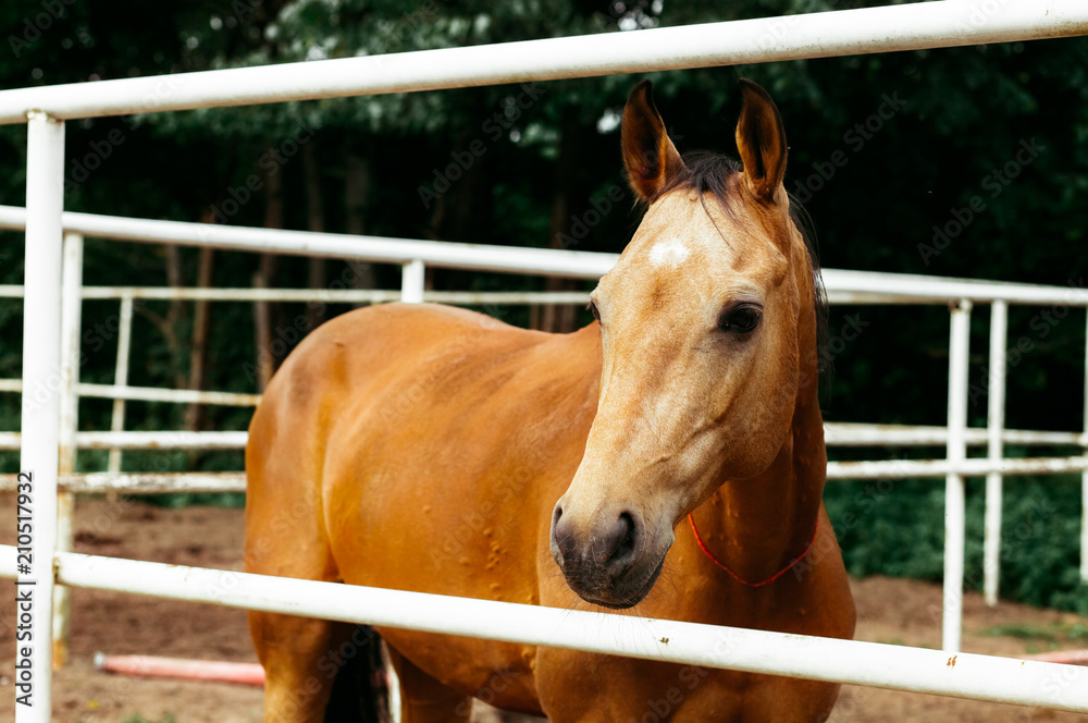 Fototapeta premium Beautiful horses, animals, pasture, stables, horseback riding
