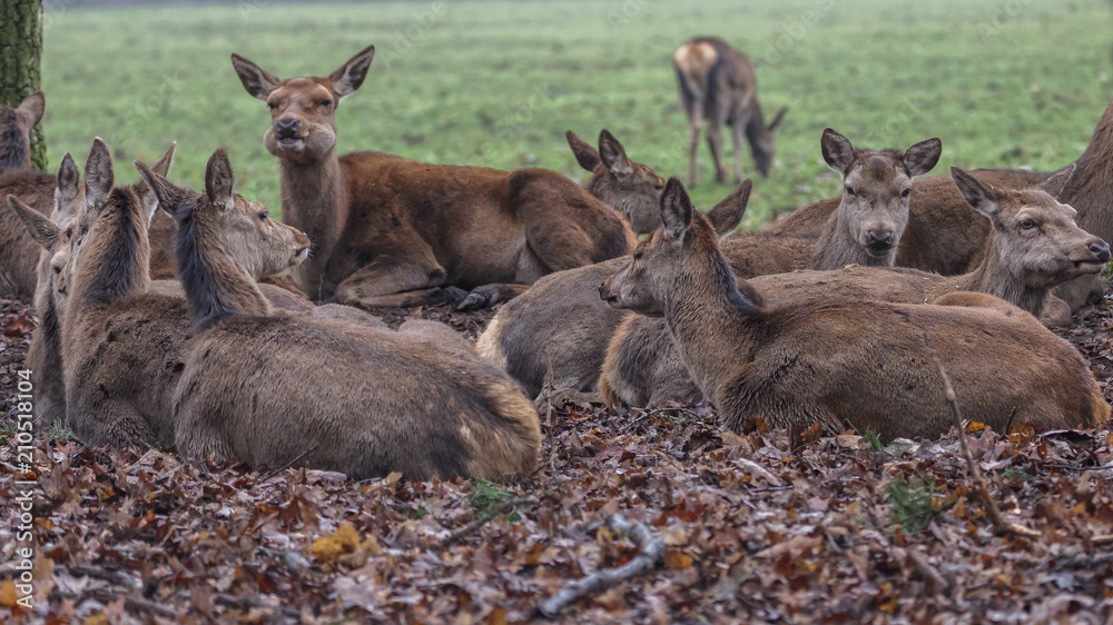 Red Deer forest Netherlands