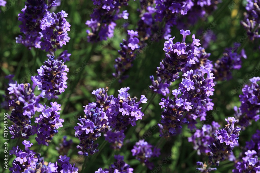 Echte Lavendel oder Schmalblättrige Lavendel, Lavandula angustifolia, Syn. Lavandula officinalis, Lavandula vera Echte Lavendel oder Schmalblättrige Lavendel, Lavandula angustifolia, Syn. Lavandula officinalis, Lavandula vera
