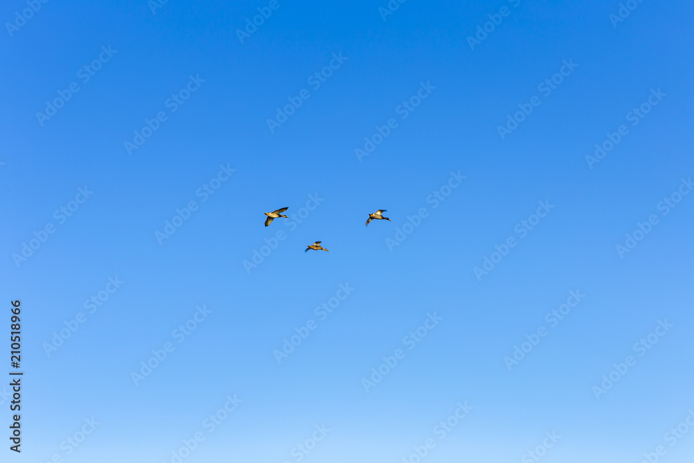 Flock of Mallard Ducks Flying in the sky