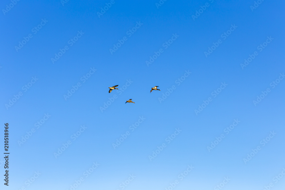 Fototapeta premium Flock of Mallard Ducks Flying in the sky