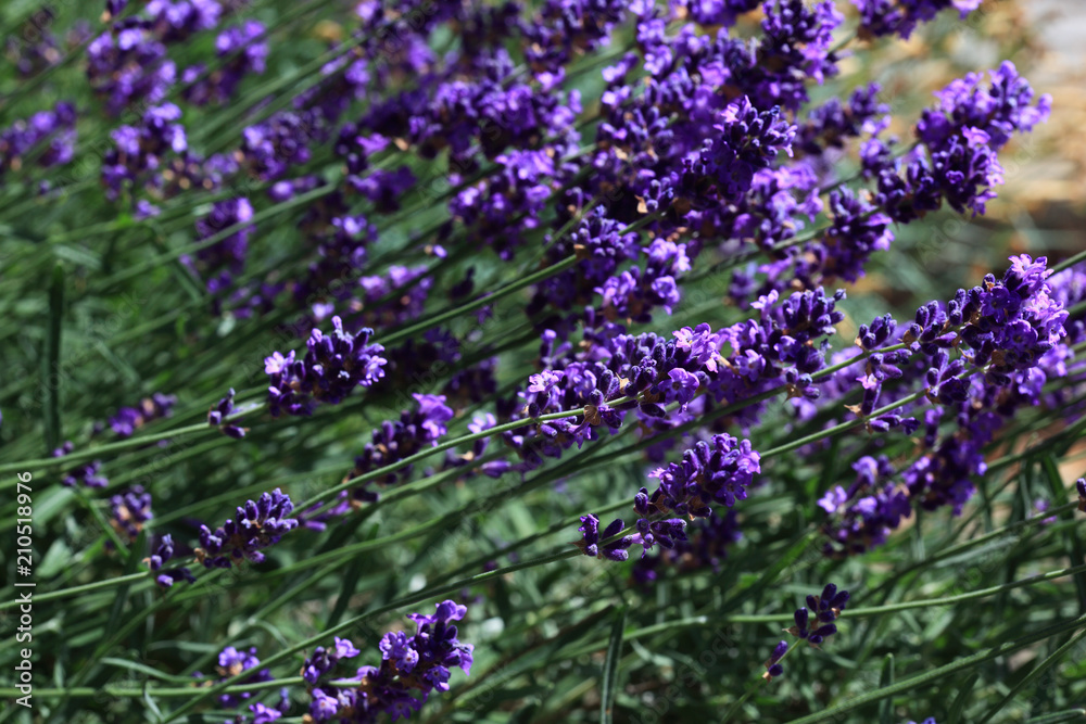Obraz premium Echte Lavendel oder Schmalblättrige Lavendel, Lavandula angustifolia, Syn. Lavandula officinalis, Lavandula vera