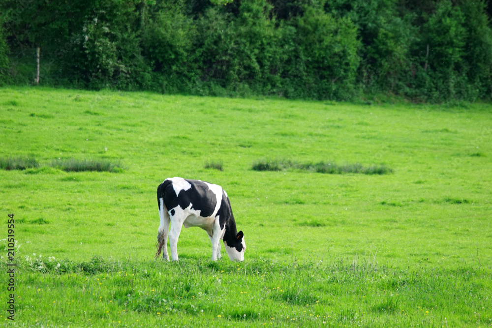 Prim'Holstein dans un pré