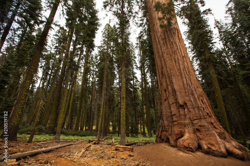 Sunset in Sequoia national park in California, USA