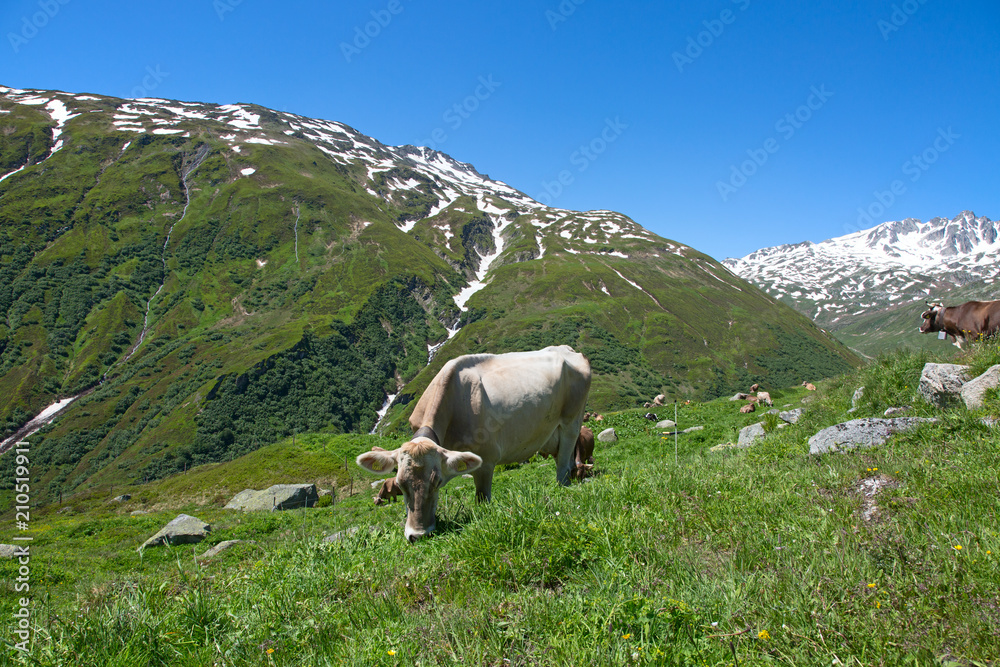 Swiss cow