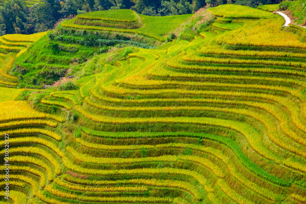 Longji Rice Terraces Longji Rice Terraces
