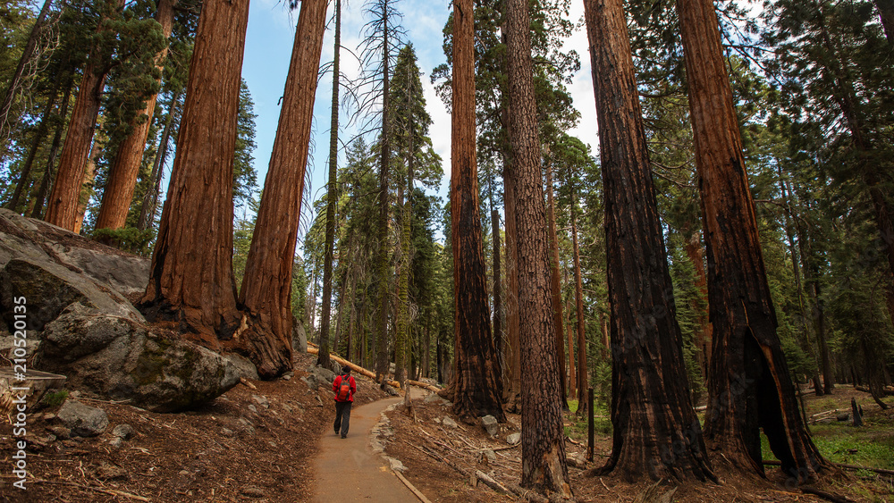Fototapeta premium Man in Sequoia national park in California, USA